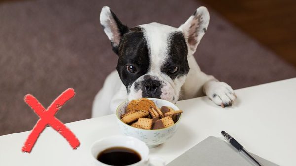 餐餐都给狗狗吃饲料到底好不好？