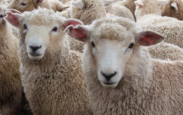 羊贩子收羊技巧