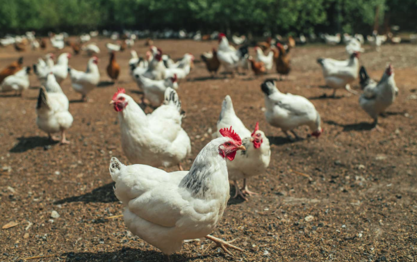 减少粉尘的方法以及粉尘对鸡的影响