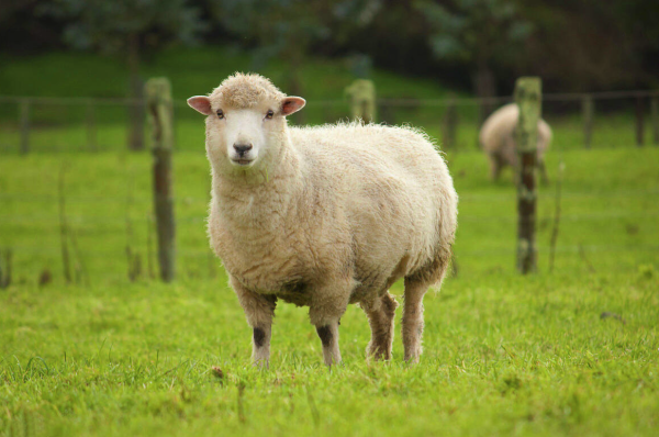 常见的绵羊饲料补充营养