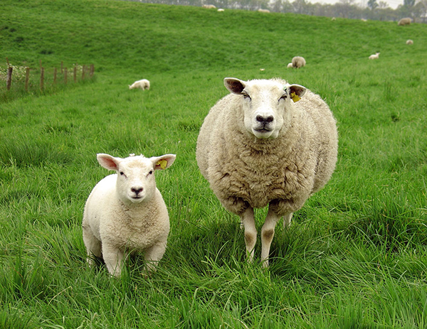 母羊可以繁殖几年？