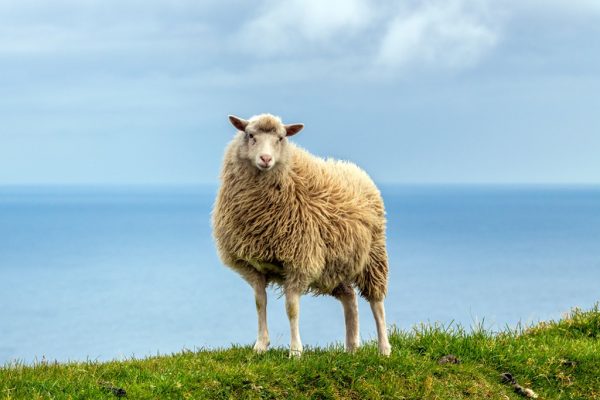 羊价下跌后，养殖户该如何“破局”？