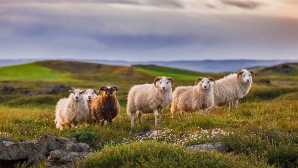 养羊繁殖率的进一步分析