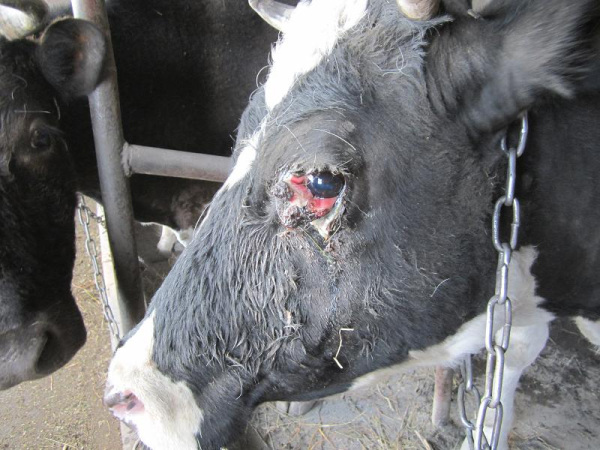 牛结膜炎：原因、预防与治疗