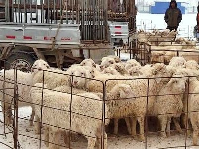 探讨羊周期：如何应对养羊市场的变化？