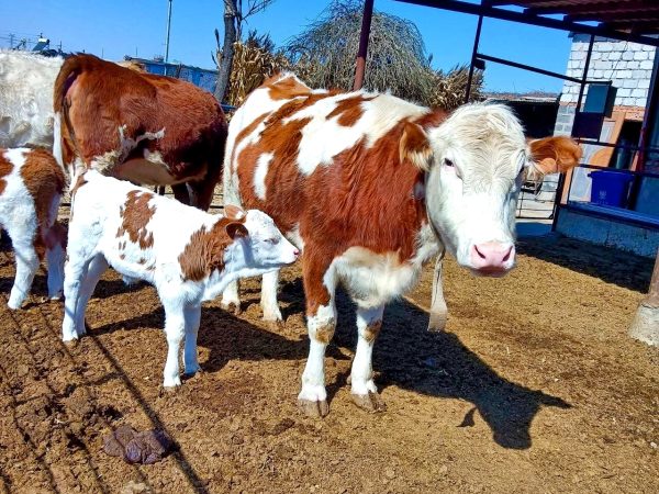保障牛犊生存：养殖户必知的母牛接产要点