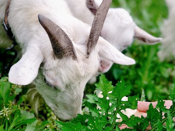 探究羊为何会吃土及土对羊的作用