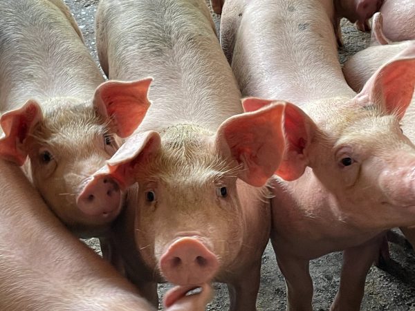 如何控制猪场饲料成本？