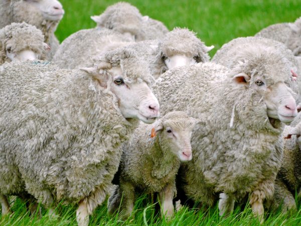 如何有效解决羊掉毛问题