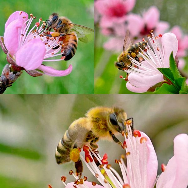 蜜蜂采蜜、制蜜过程