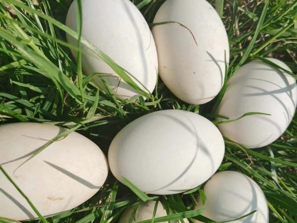 鹅蛋有哪些营养价值，如何提高产蛋率？