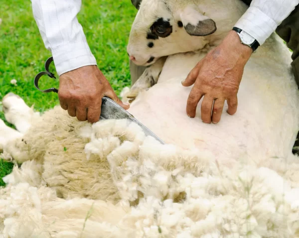 羊毛常见的用途