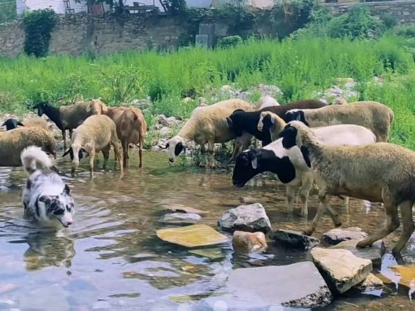 羊一天的饮水量是多少？