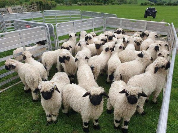 常见的羊的品种