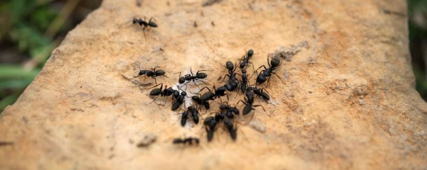 蚂蚁如何养殖