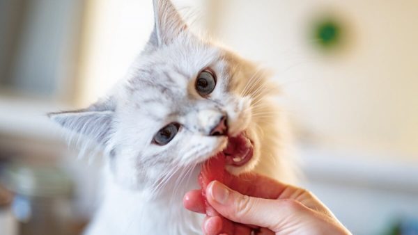 为什么猫咪需要刷牙？