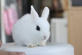 常见的兔子疾病