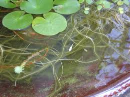 稻田养殖小龙虾的水草种植与养护方法