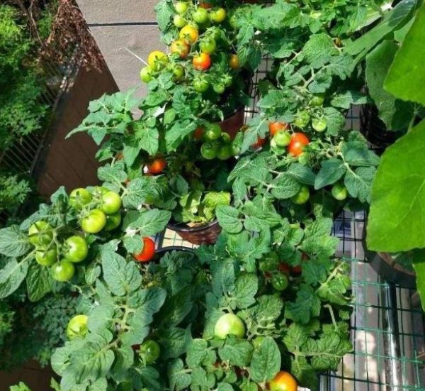 阳台种西红柿怎样结得又多又大