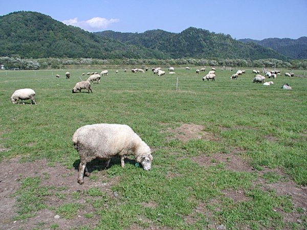 常见的几种养羊模式