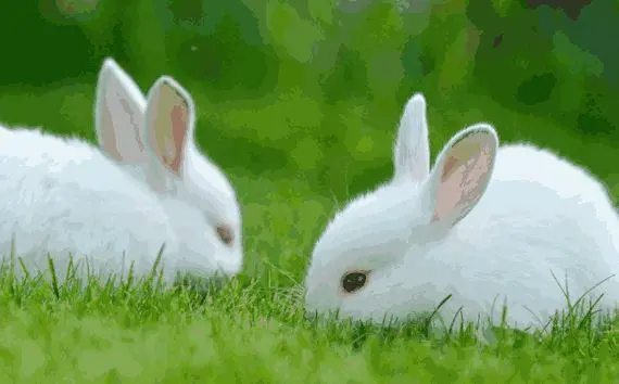 常见的兔类品种有哪些