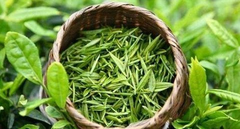 安徽茶叶的主要种植方法