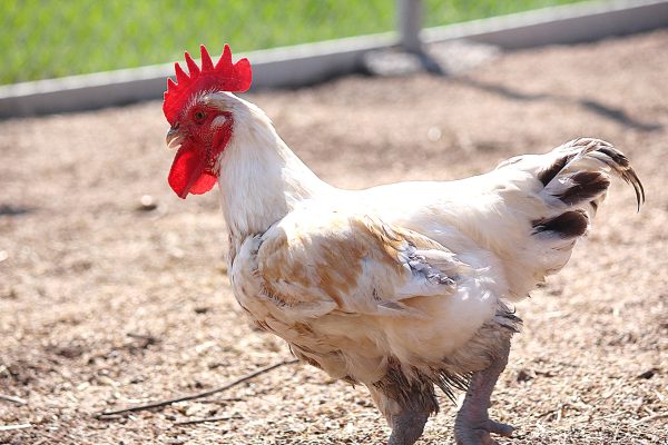 鸡饲料中加入磺胺类药物有哪些副作用