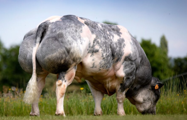 常见的无公害肉牛快速育肥技术