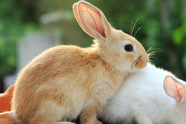兔子打喷嚏通常是由于下列原因